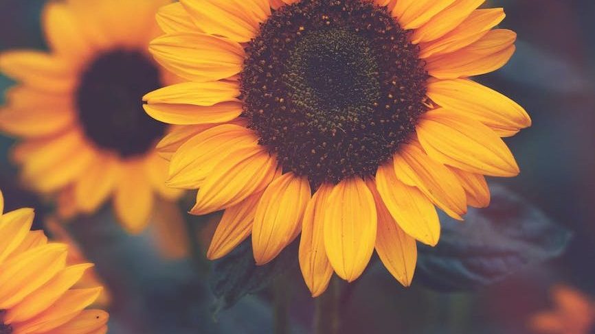 Beautiful stock photo of a big yellow sunflower. Credit to Kelsie Cabeceiras on pexels.com.
